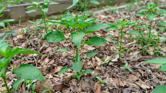 Read more about the article 아이러니, 고추는 텃밭이 잘자라고, 토마토는 밭에서 잘자라네…