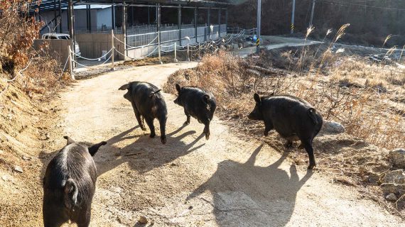 Read more about the article 산책같은 이사
