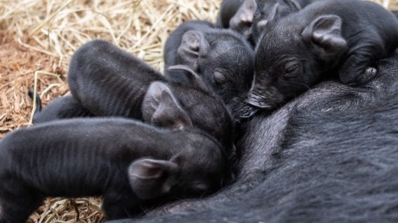 Read more about the article 하하농장 첫 출산