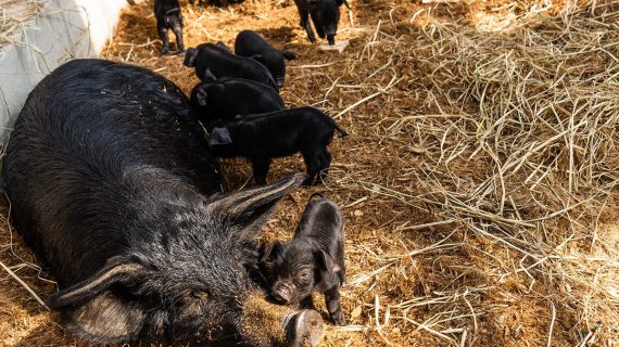 Read more about the article 밤 사이 불어난 식구, 하하농장 첫 출산