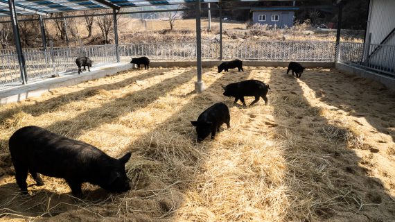 Read more about the article 흑돼지 입식