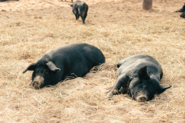 흑돼지농부가 말하는 흑돼지가 비싼이유 4가지