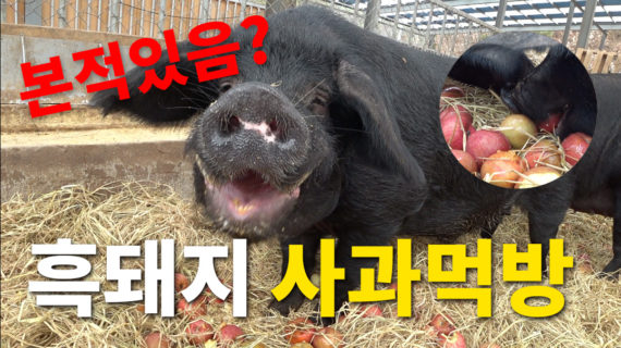 Read more about the article 흑돼지 사과 먹방! 하하농장 흑돼지들 사과먹어요.