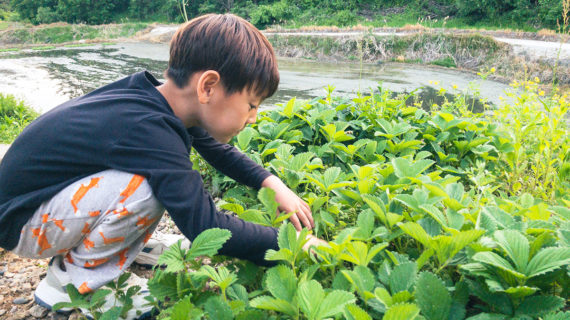 Read more about the article 마당에서 딸기 따먹는 윤하